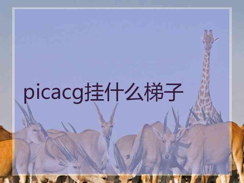 picacg挂什么梯子