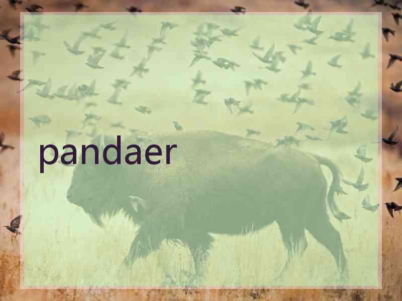 pandaer