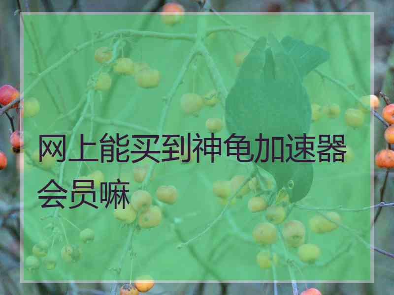 网上能买到神龟加速器会员嘛