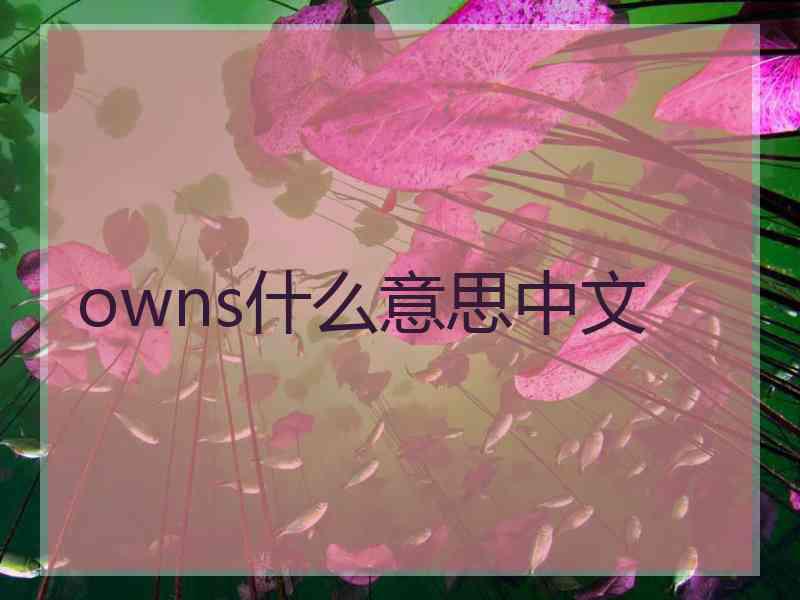 owns什么意思中文