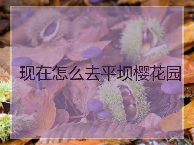 现在怎么去平坝樱花园