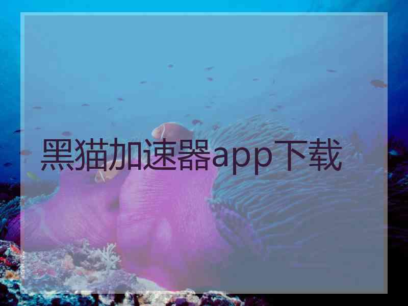 黑猫加速器app下载