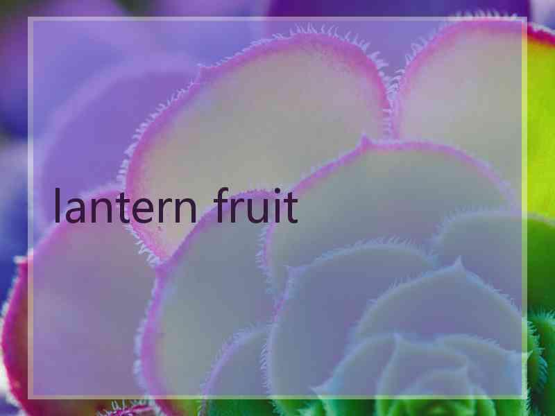 lantern fruit