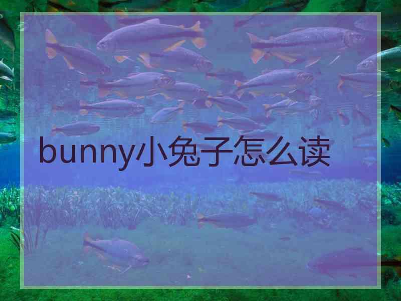 bunny小兔子怎么读