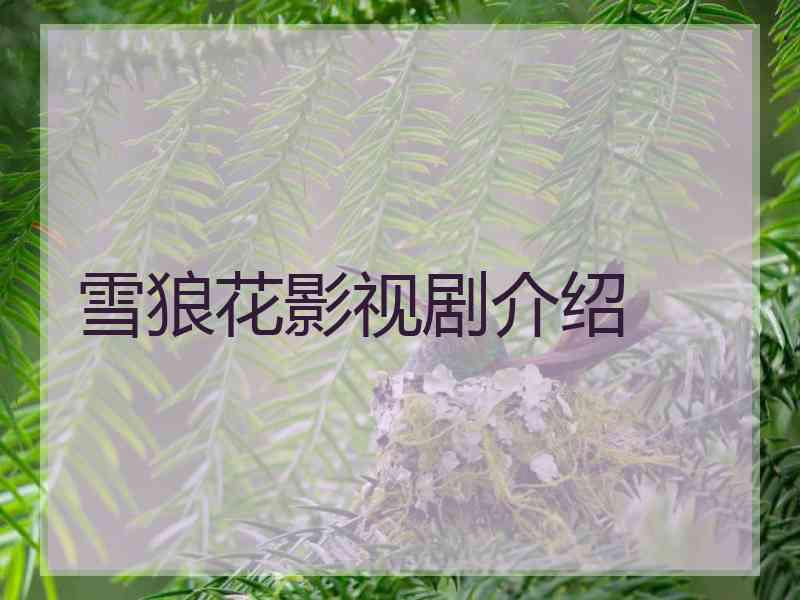 雪狼花影视剧介绍