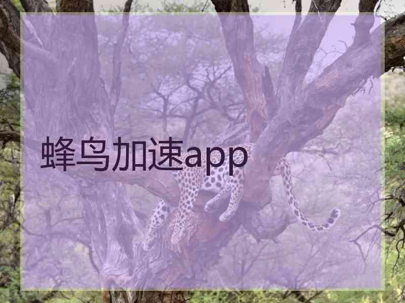 蜂鸟加速app