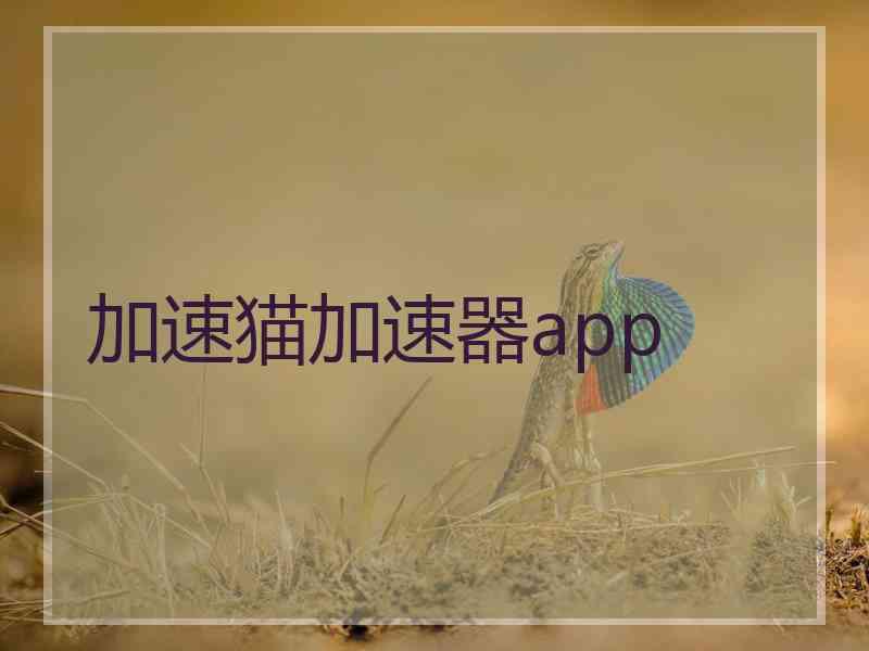 加速猫加速器app