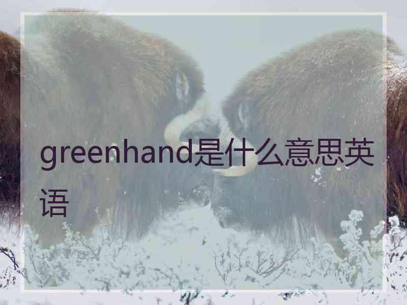 greenhand是什么意思英语