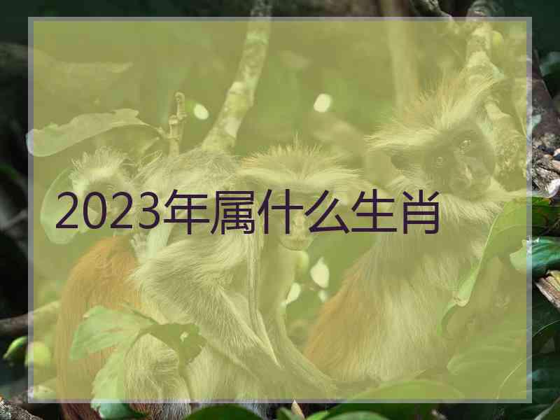 2023年属什么生肖